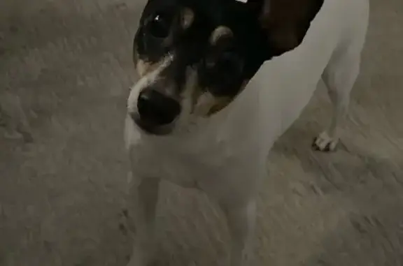 Собаки потеряшки, Балашиха, фото: Потеряшка собака, пр-т Героев 20, Балашиха