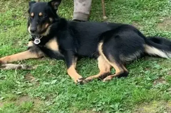 Собаки потеряшки, Московская область, фото: Потеряшка собака, Ленинка, МО