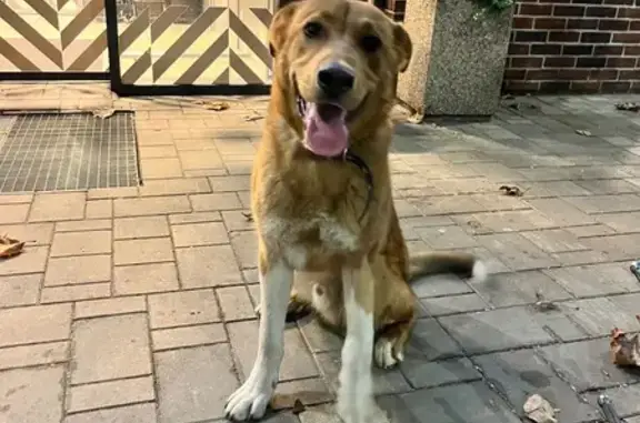 Найдена собака, Краснодар, фото: Собака найдена на Фадеева, 234, Краснодар