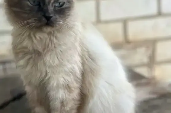 Пропала кошка, 70 лет Октября, Новохопёрский