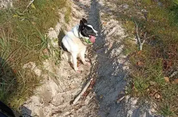 Собаки потеряшки, , фото: Потеряшка собака Юрьевец — Благовещенье