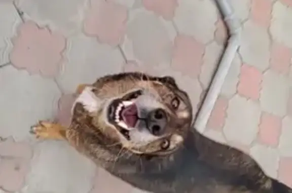 Пропала собака, Ардатовская ул., Волгоград