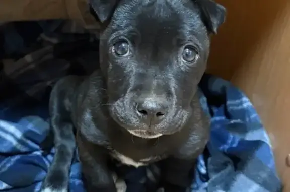 Собаки потеряшки, Шахты, фото: Потеряшка собака, Кадровая ул. 31, Шахты