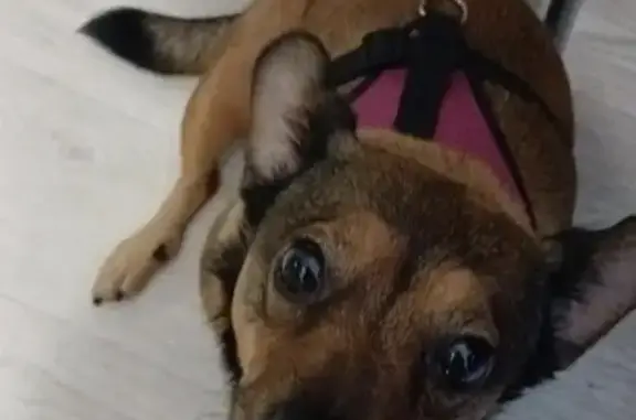 Собаки потеряшки, Новороссийск, фото: Потеряшка собака на ул. Видова, Новороссийск