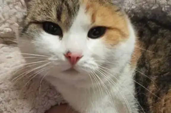 Найдена кошка, Белгород, фото: Найдена кошка, ул. Белгородского Полка 34