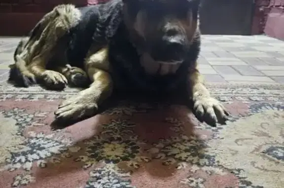 Найдена собака, Ростов-на-Дону, фото: Собака найдена: Зорге, 33 к6, Ростов-на-Дону