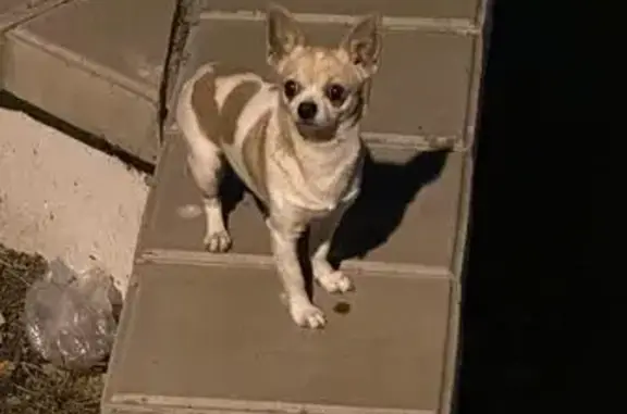 Найдена собака, Астрахань, фото: Собака у моста, наб. 1 Мая, 102/34А