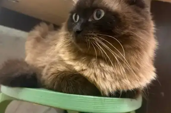 Пропала сиамская кошка, пр. Мира 15