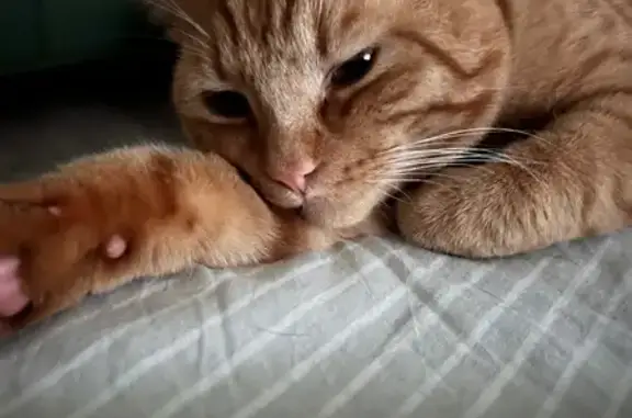 Найденные животные Ханты-Мансийск, фото: Найдена кошка, ул. Георгия Величко, 7