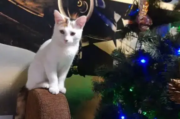 Пропала кошка, Авиационная 63 к2, Москва