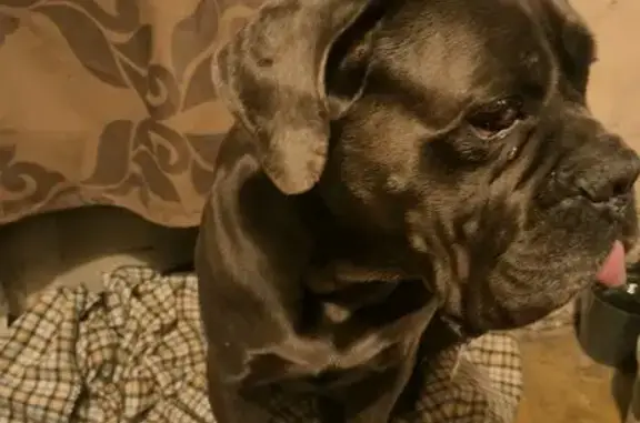 Найдена собака, Воронеж, фото: Найдена кане-корсо на ул. Республиканская