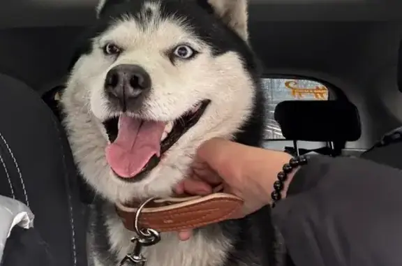 Найдена собака, Москва, фото: Найдена собака на ТТК, Москва