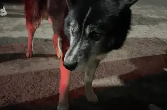 Найдена собака, Чебоксары, фото: Собака с разными глазами, Чебоксары, пр. Тракторостроителей, 24