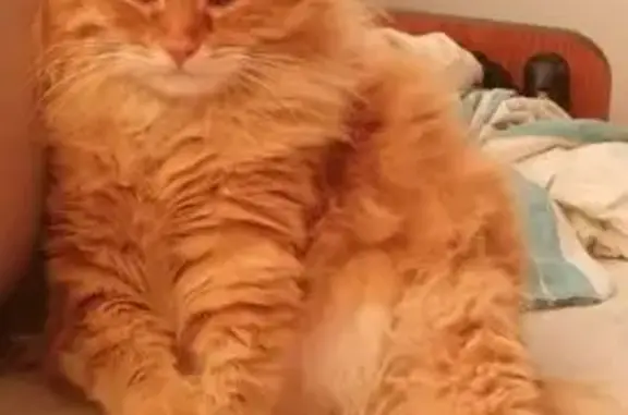 Кошки потеряшки, Волгоград, фото: Потеряшка рыжая кошка, ул. Хорошева 123