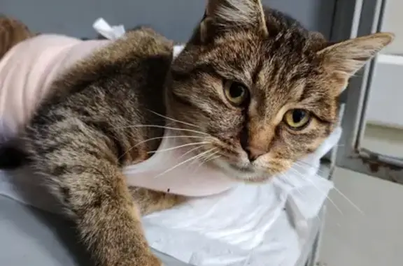 Найдена кошка, Московская область, фото: Кошка найдена в СНП ГАЗЕТА ТРУД, МО