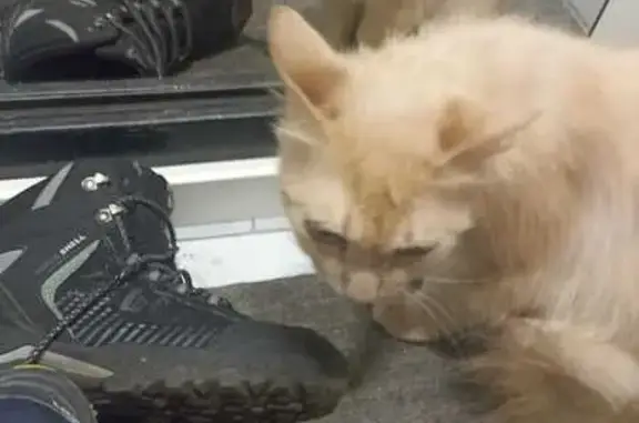 Найдена кошка, Москва, фото: Найдена кошка, Байкальская ул. 40/17