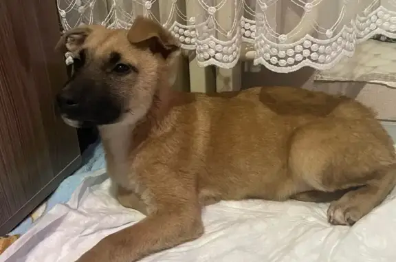 Найдена собака, Воронеж, фото: Собака найдена: Острогожская 170/12