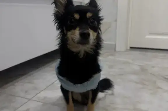 Найдена собака, Кинешма, фото: Собака найдена: ул. 50-летия Комсомола, 39