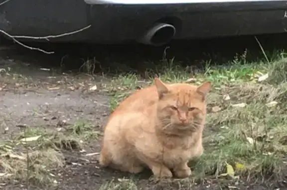 Кошка найдена: Новороссийская 30 к1, Мск