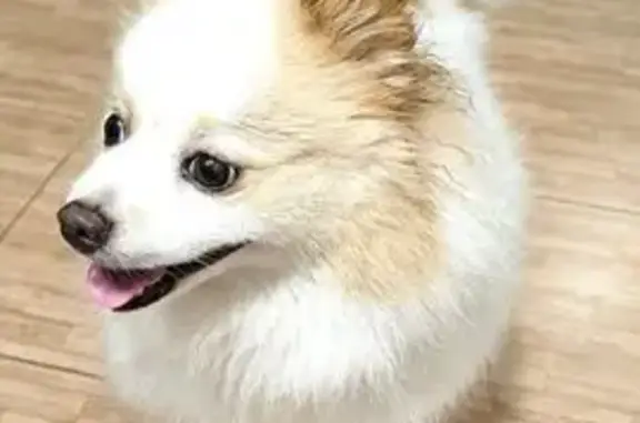 Найдена собака, Томск, фото: Собака найдена, Карский пер., 13, Томск