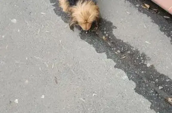 Найдена собака, Саранск, фото: Собака найдена: пр. Ленина, 8, Саранск