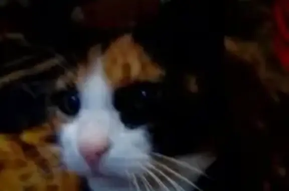 Пропала кошка Алиса, Архангельск, Энтузиастов 26