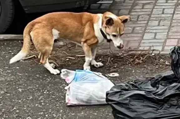 Найдена собака, Омск, фото: Собака найдена на Маяковского, 74, Омск