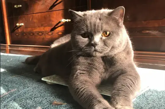 Пропала кошка, Свердловская обл., д. 42