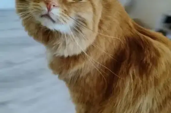 Пропала рыжая кошка в Никольском, Белгородская область