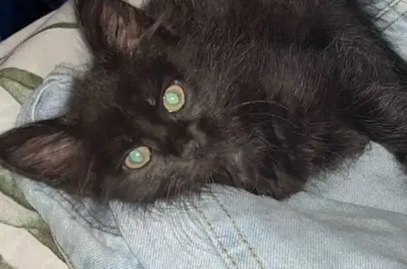 Пропала кошка Багира, Рабфаковская 5, Туапсе