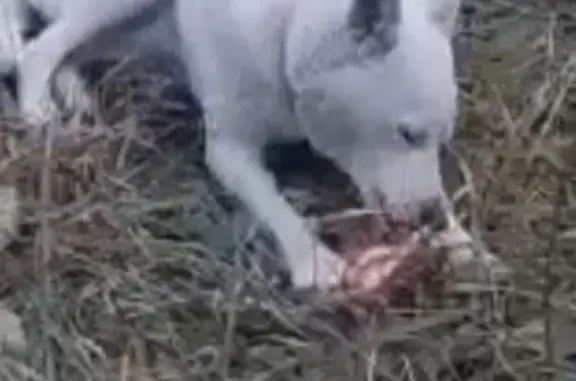 Собаки потеряшки, Оренбург, фото: Потеряшка собака на Краснохолмской, Оренбург