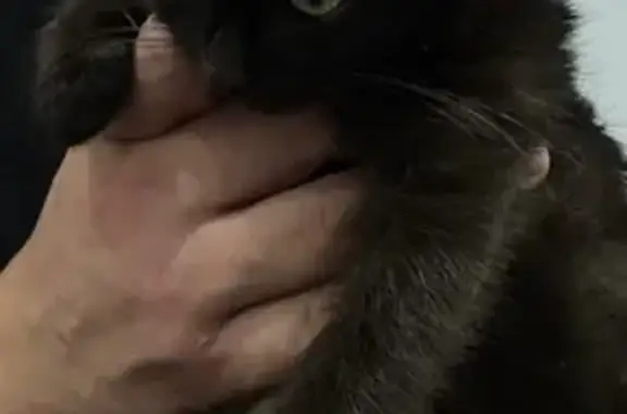 Найдена кошка, Грозный, фото: Кошка найдена: ул. Айдамирова, Грозный