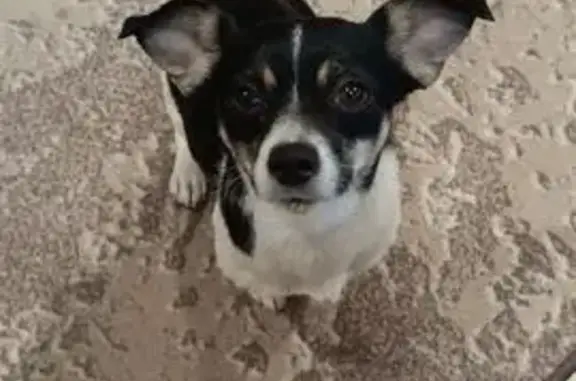 Найдена собака, Новороссийск, фото: Найдена собака, ул. Красина, Новороссийск