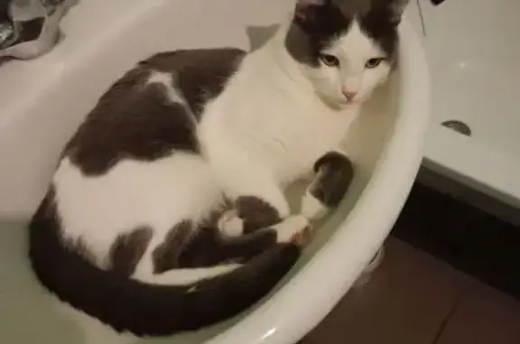 Кошки потеряшки, Новочебоксарск, фото: Потеряшка кошка, Восточная ул., Новочебоксарск