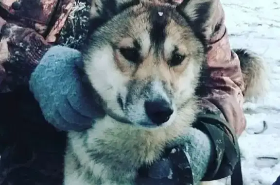 Пропала собака, ул. Правая Набережная, 154А