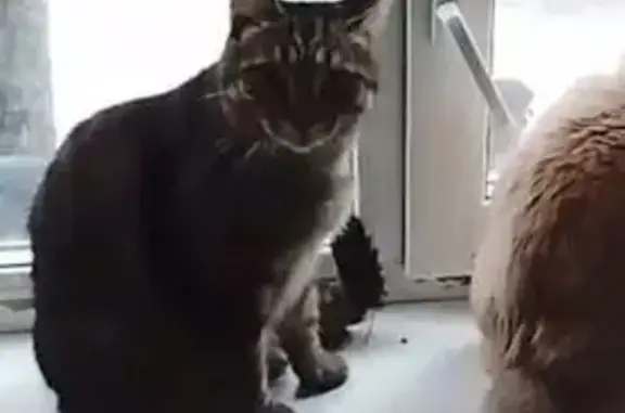 Кошки потеряшки, Ханты-Мансийск, фото: Потеряшка кошка, ул. Рознина 32, Х-Мансийск