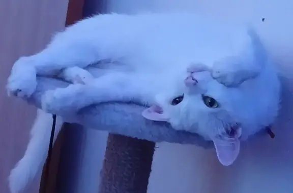 Пропал белый кот, Новосибирск