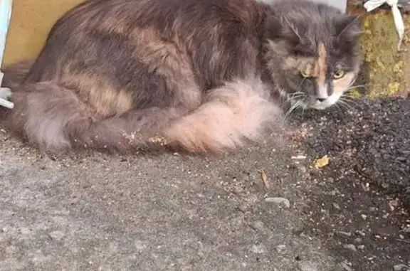Найдена кошка, Саранск, фото: Кошка найдена, ул. М. Расковой 18, Саранск