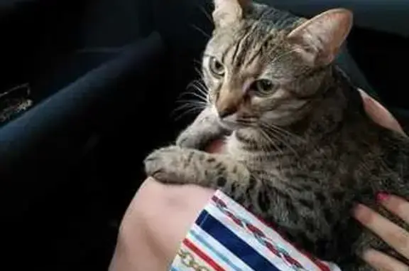 Кошки потеряшки, Ставрополь, фото: Потеряшка кошка на Короткой, 39, Ставрополь