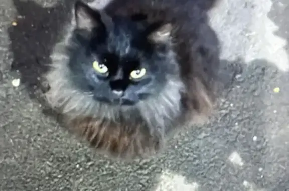 Объявления о пропавших и найденных животных, Бузулук, фото: Найдена кошка, ул. Галактионова, Бузулук