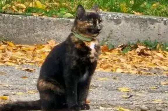 Кошки потеряшки, Ессентуки, фото: Потеряшка кошка, Железноводская 110, Ессентуки