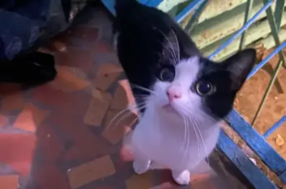 Найдена кошка, Санкт-Петербург, фото: Кошка найдена, Искровский пр., СПб