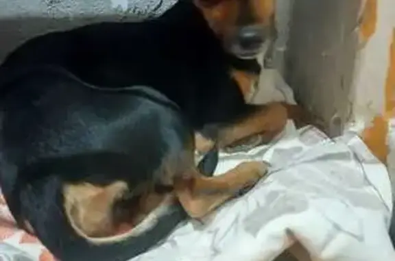 Собака найдена: Енисейская ул., Челябинск