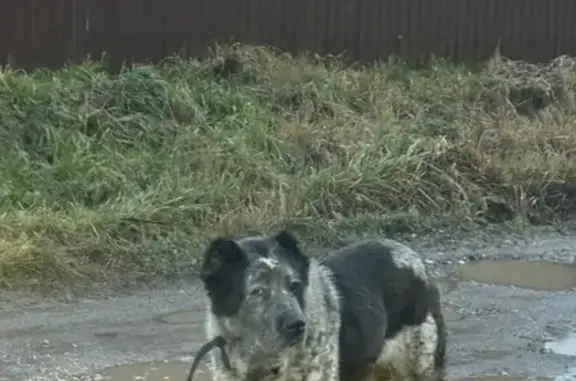 Найдена собака, , фото: Собака найдена на Счастливой ул., Кривцы