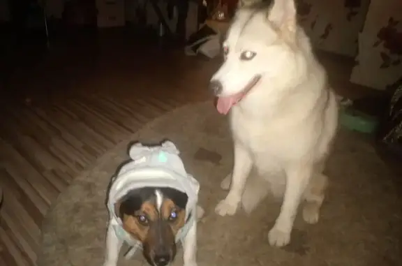 Пропала собака, ул. Либединского 33, Челябинск