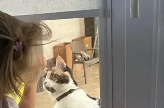 Пропала кошка, Одесская ул., Кисловодск