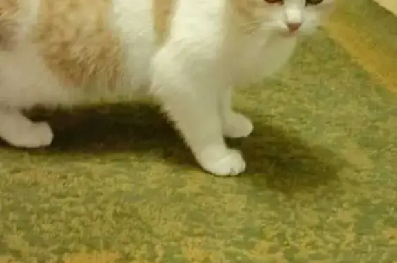 Найдена кошка, Курск, фото: Кошка найдена: Светлый проезд, Курск