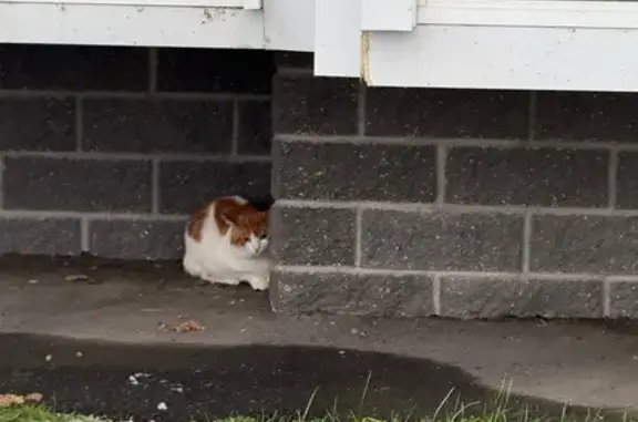 Найдена кошка, Мурино, фото: Кошка найдена: Воронцовский бул., 21к3, Мурино