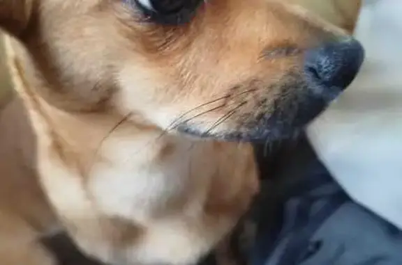 Пропала рыжая собака, Гражданская 34