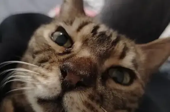 Пропала кошка, ул. Зелёный Лог, Магнитогорск